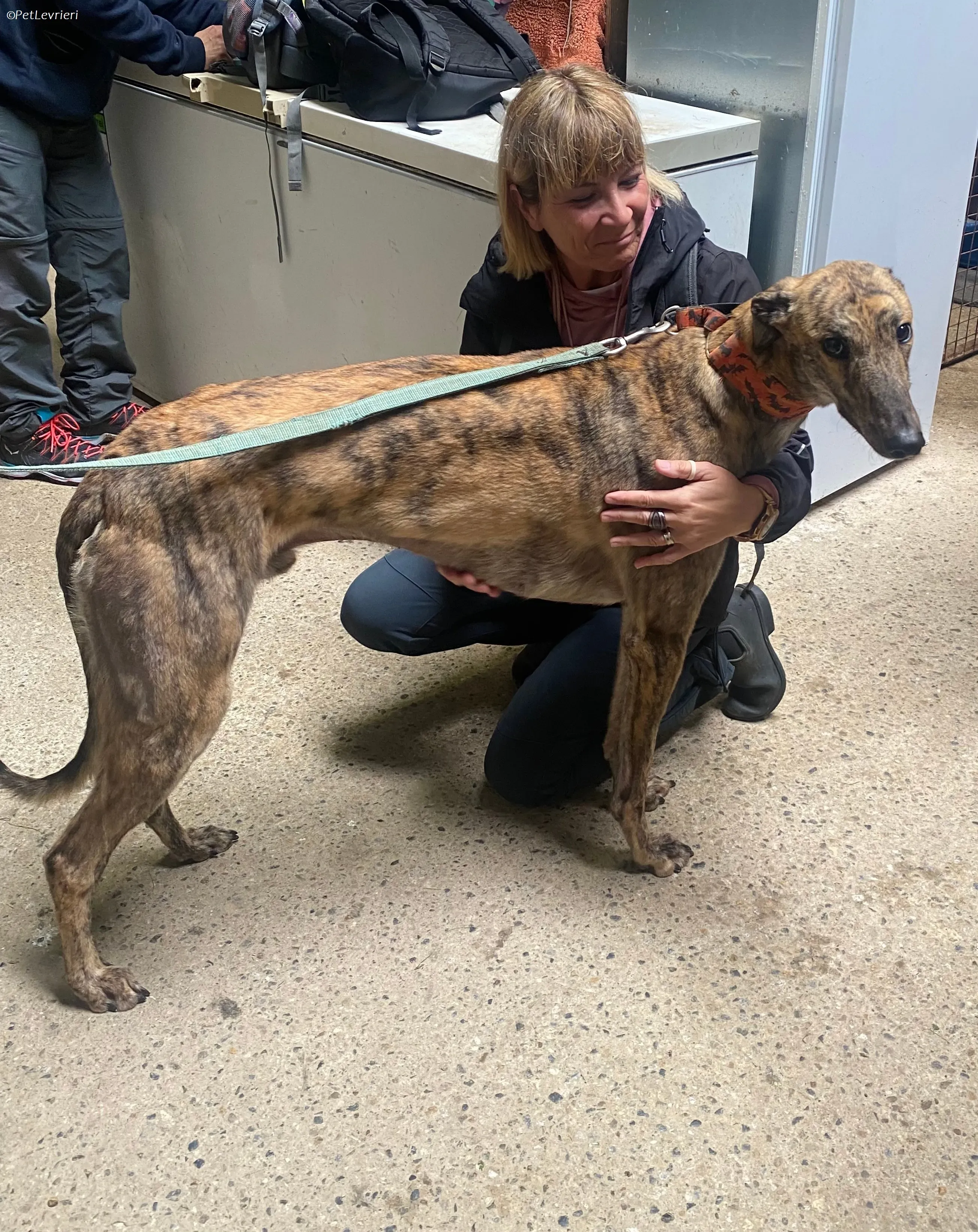 Rodeo adozione levrieri greyhound 24