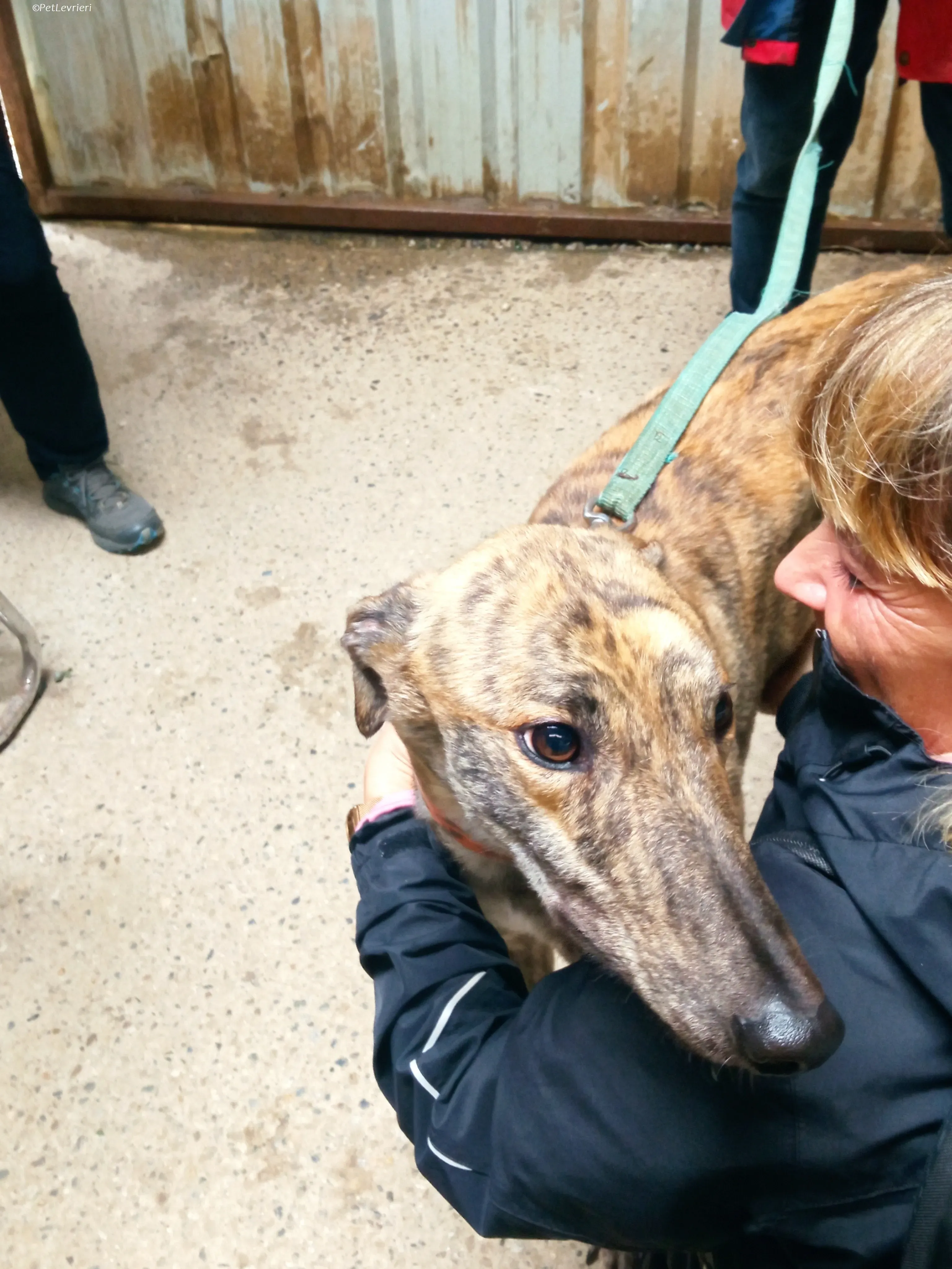 Rodeo adozione levrieri greyhound 3