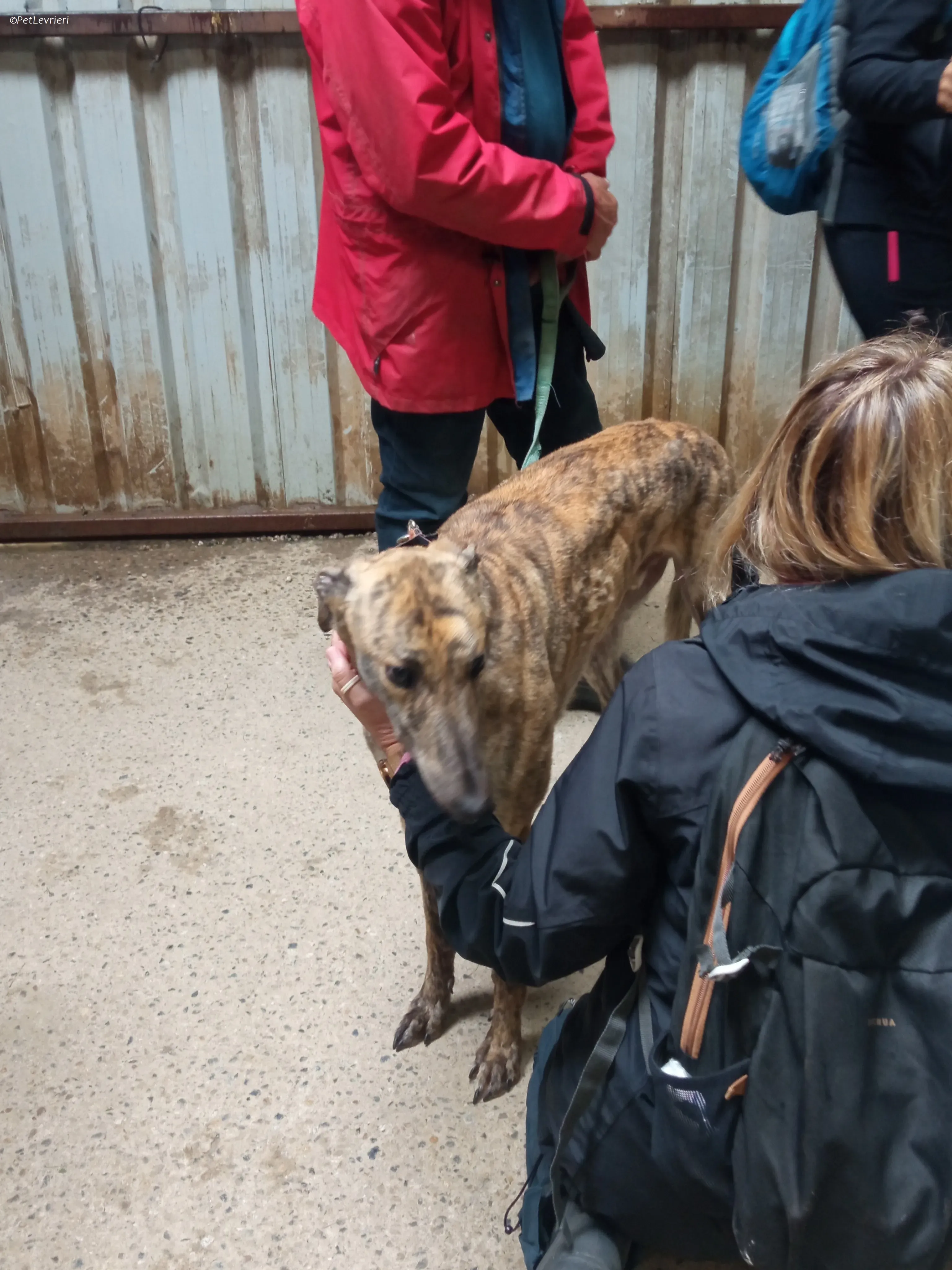 Rodeo adozione levrieri greyhound 4