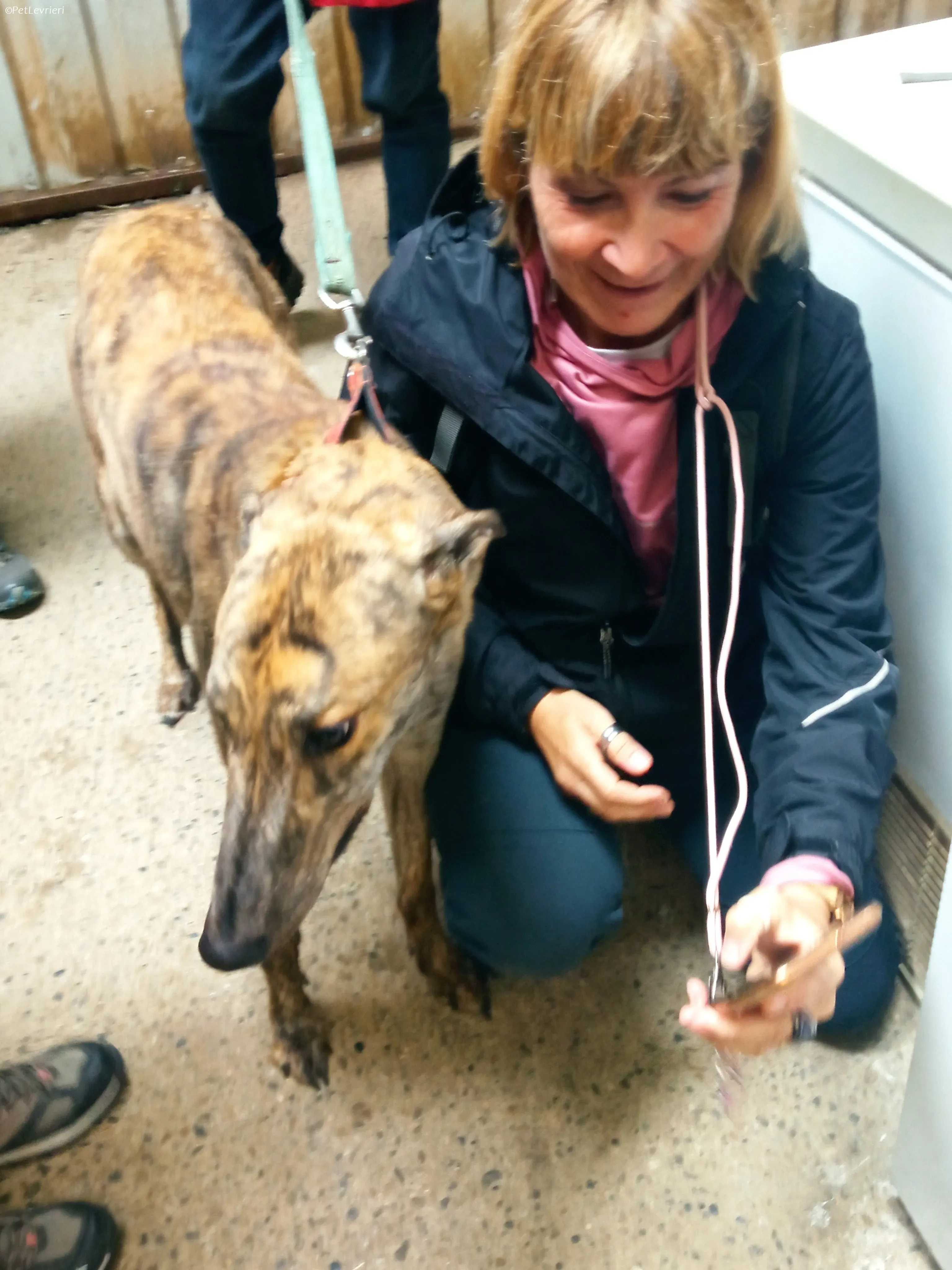 Rodeo adozione levrieri greyhound 5