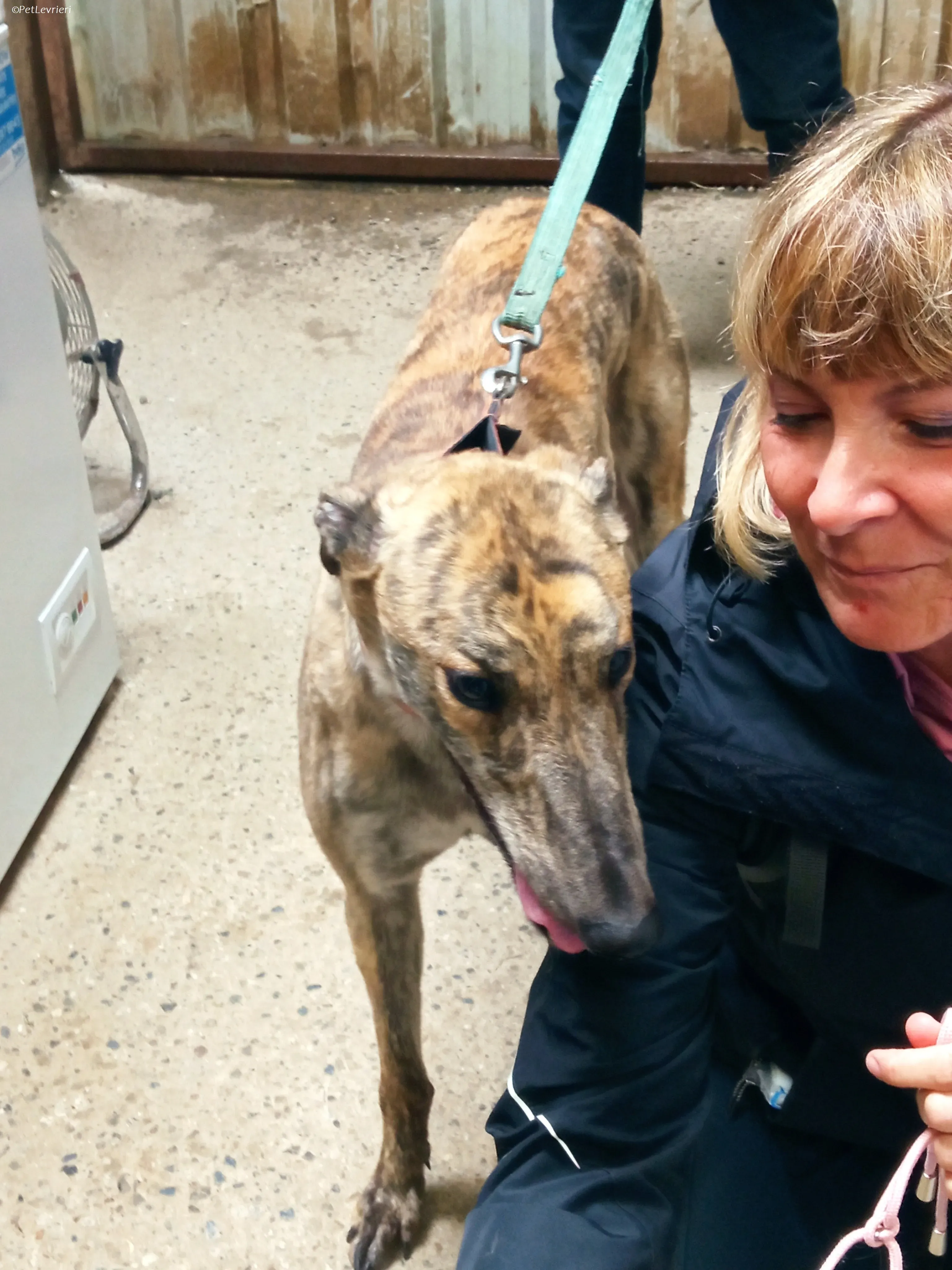 Rodeo adozione levrieri greyhound 6