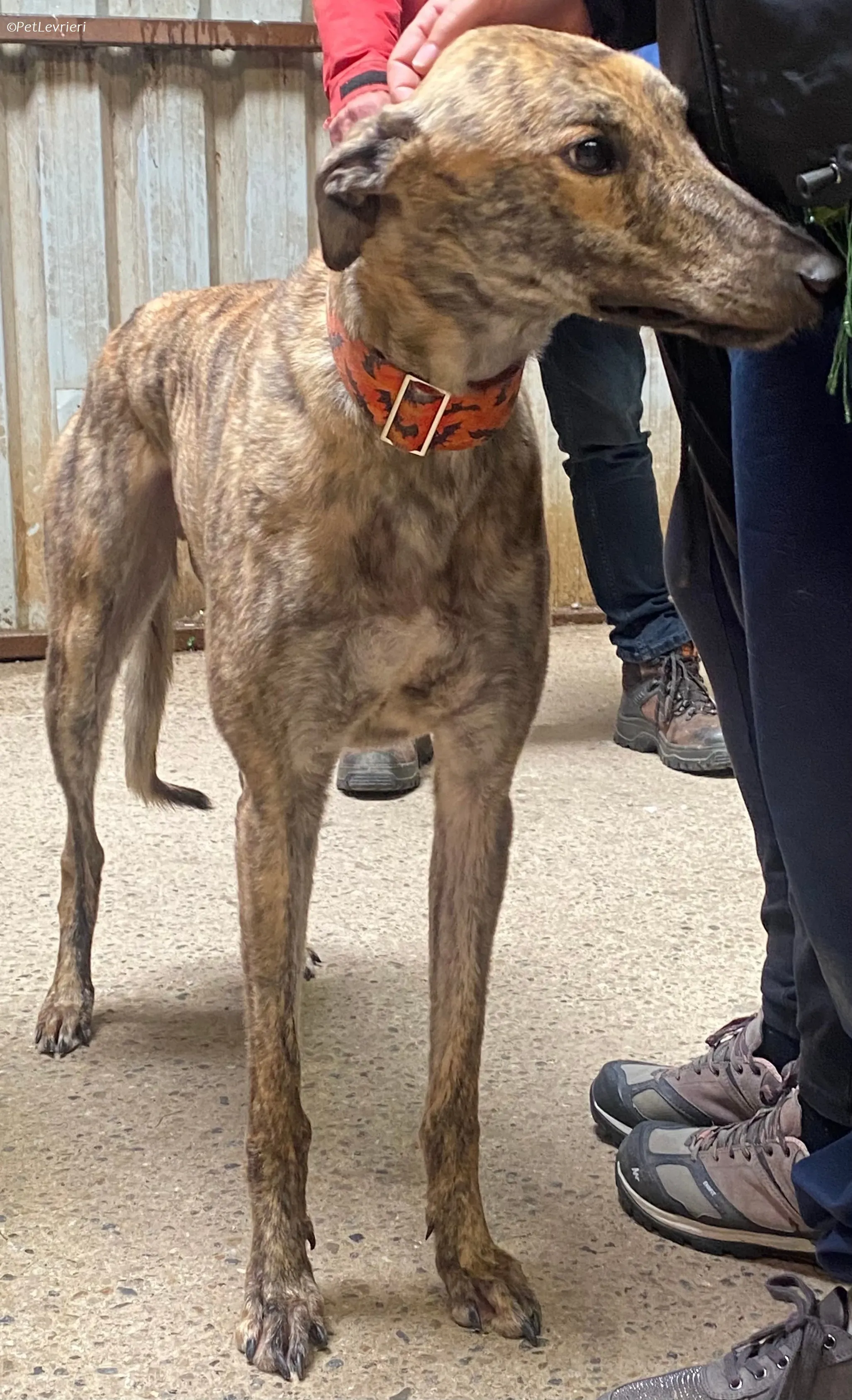 Rodeo adozione levrieri greyhound 7