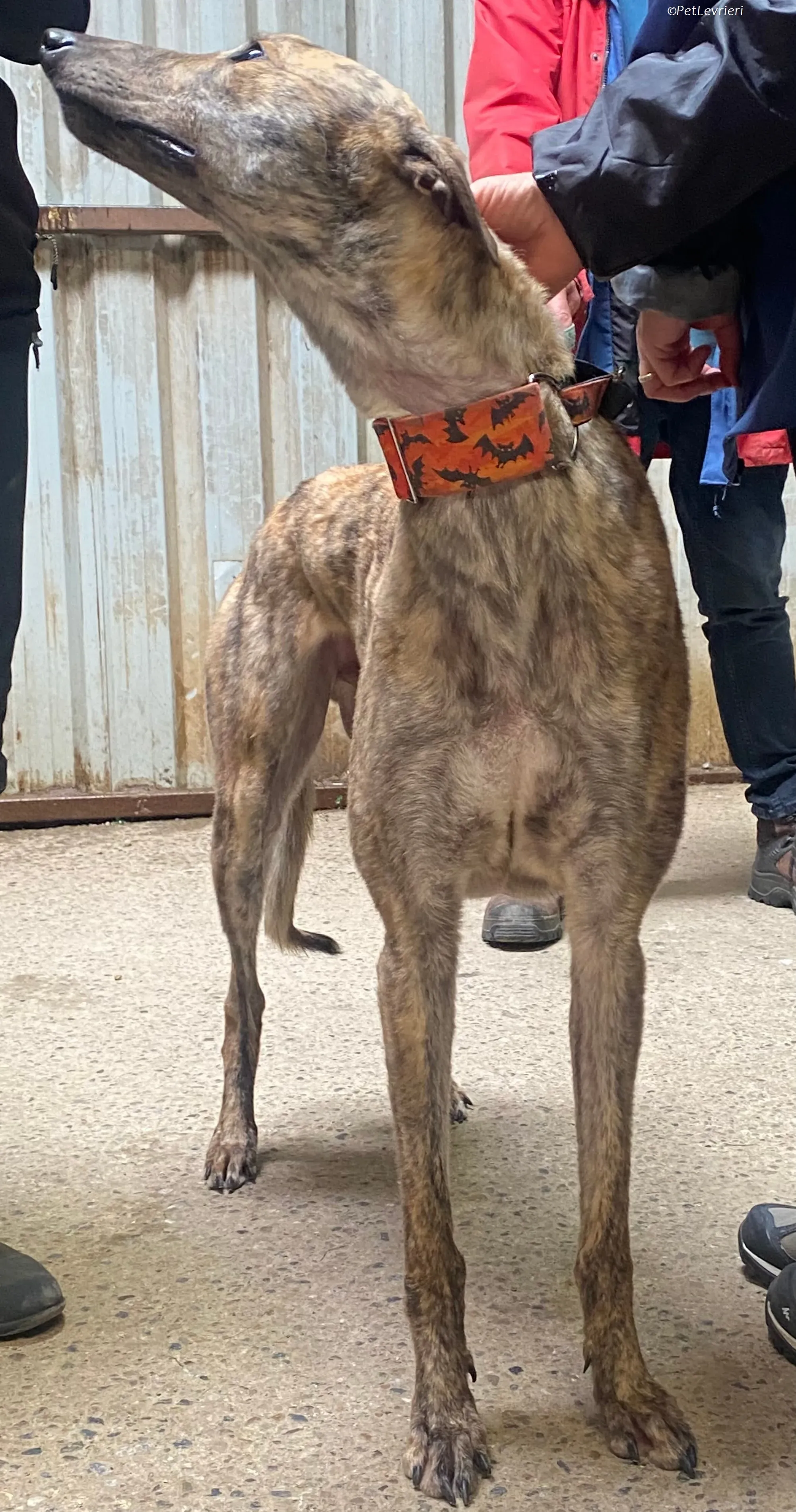 Rodeo adozione levrieri greyhound 8