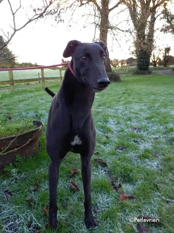 Rodger adozione levrieri greyhound 1