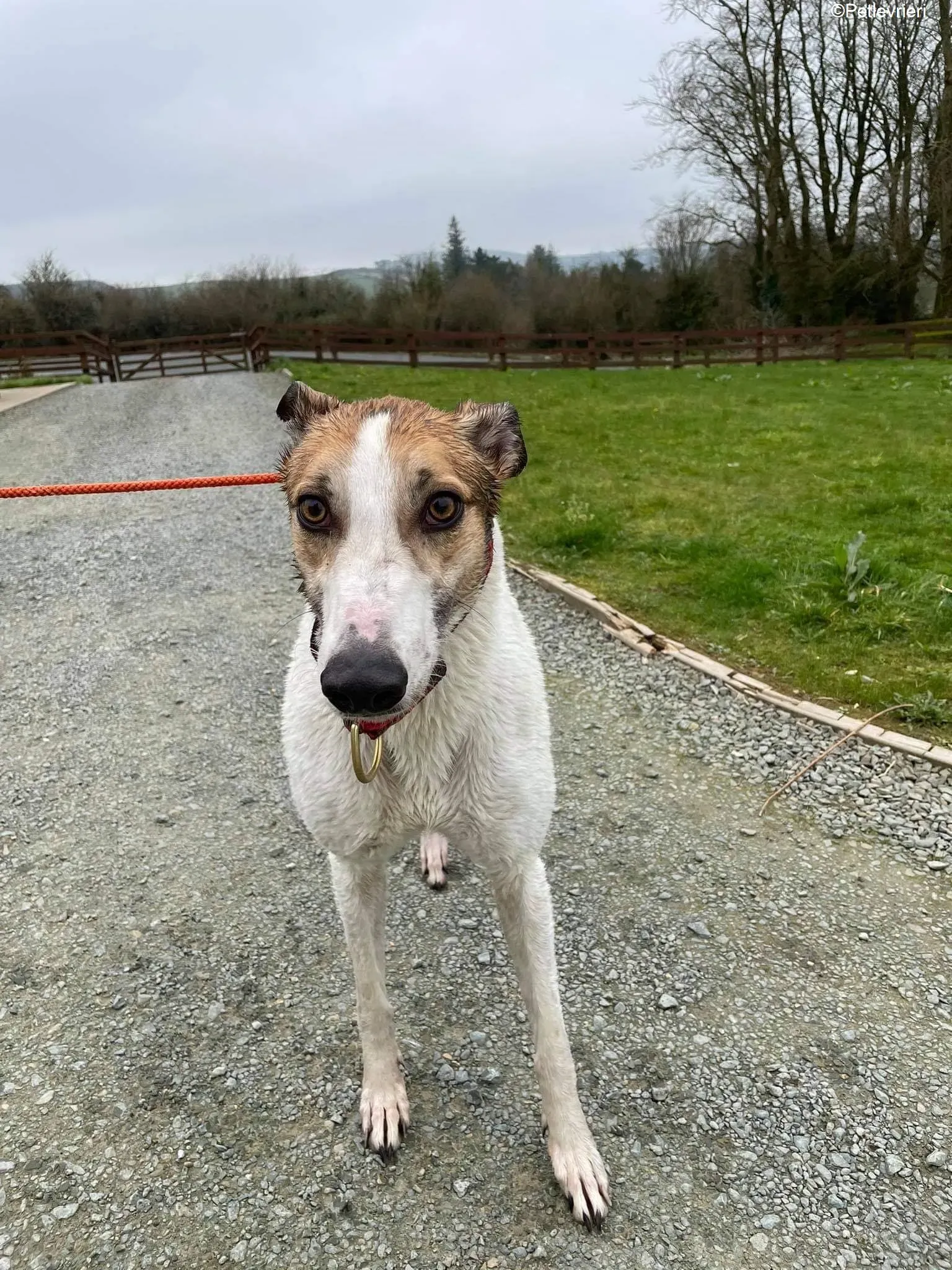 Rodger adozione levrieri greyhound 11