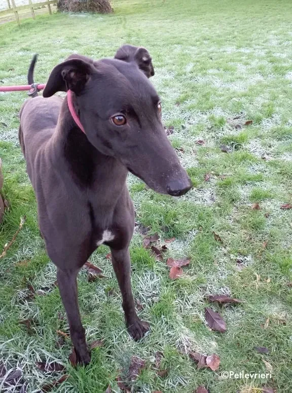 Rodger adozione levrieri greyhound 2