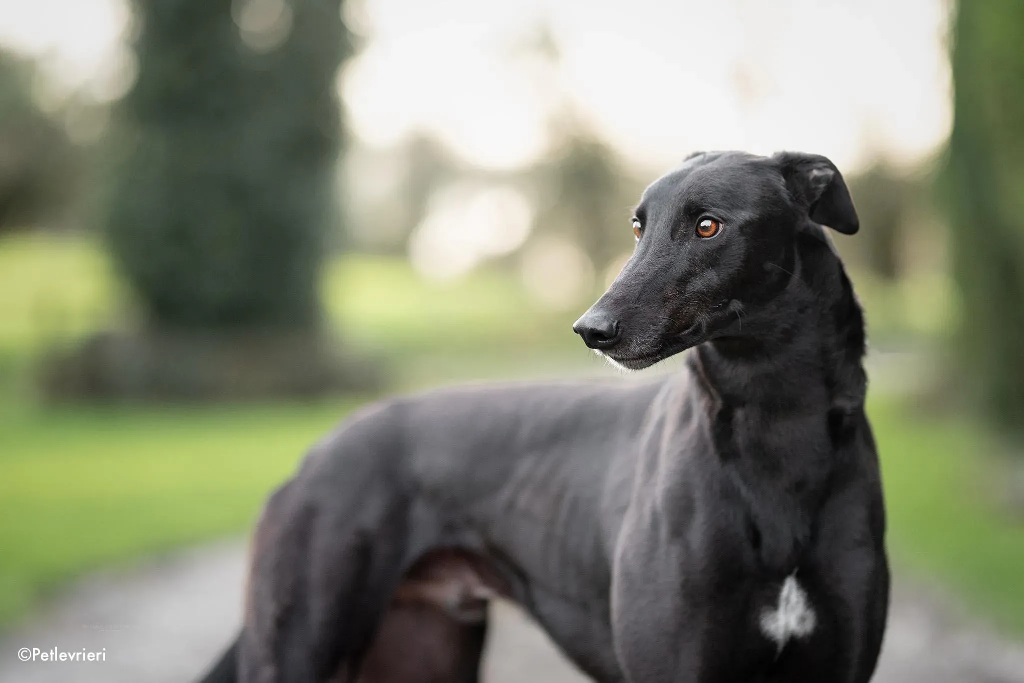 Rodger adozione levrieri greyhound 3