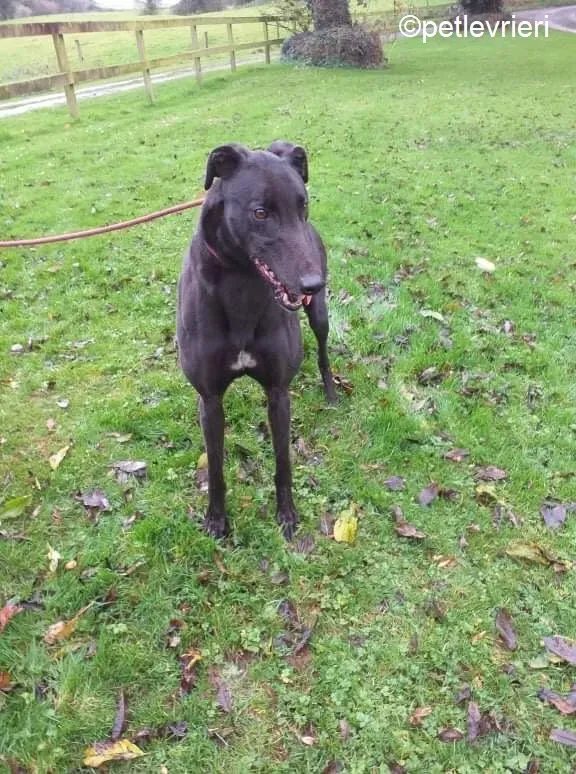 Rodger adozione levrieri greyhound 5