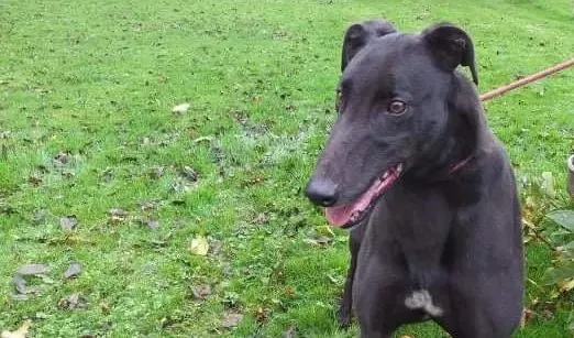 Rodger adozione levrieri greyhound 6 e1604993668141