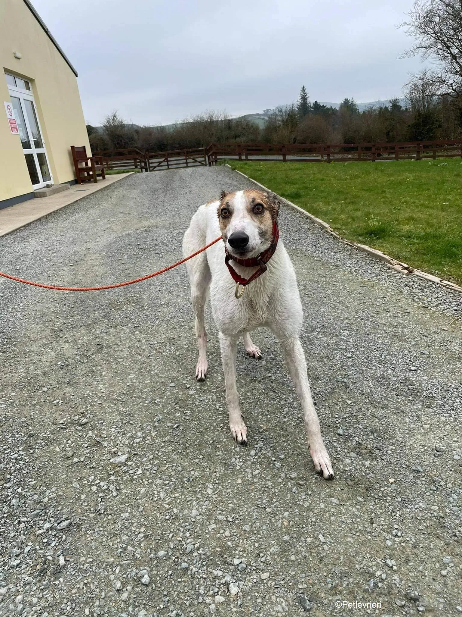 Rodger adozione levrieri greyhound 8