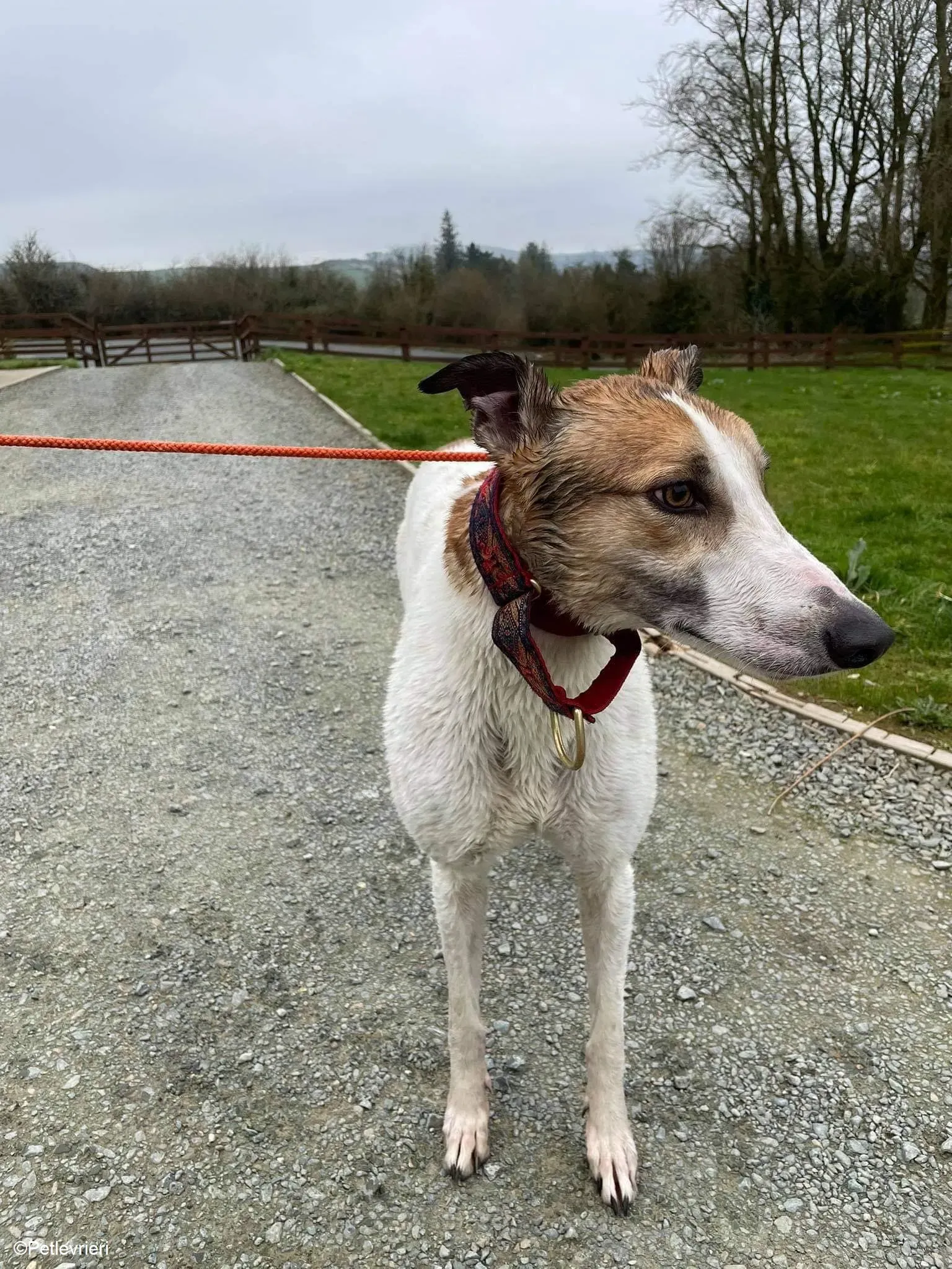 Rodger adozione levrieri greyhound 9