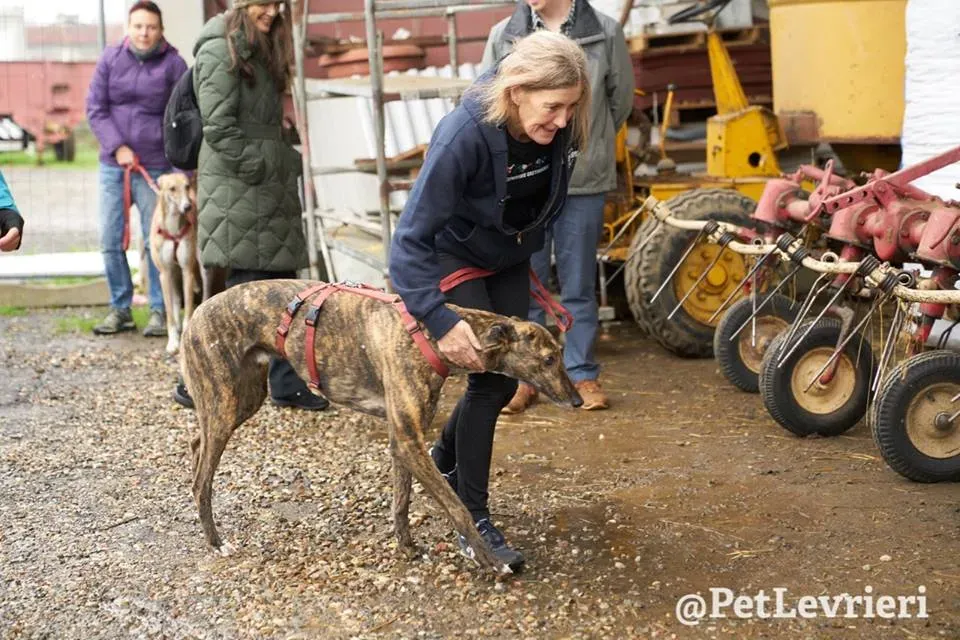 Rodney Greyhound adozionelevrieri petlevrieri foster 002