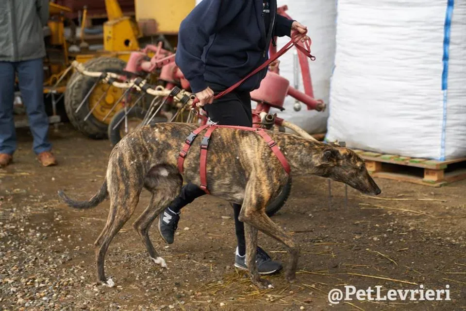 Rodney Greyhound adozionelevrieri petlevrieri foster 003