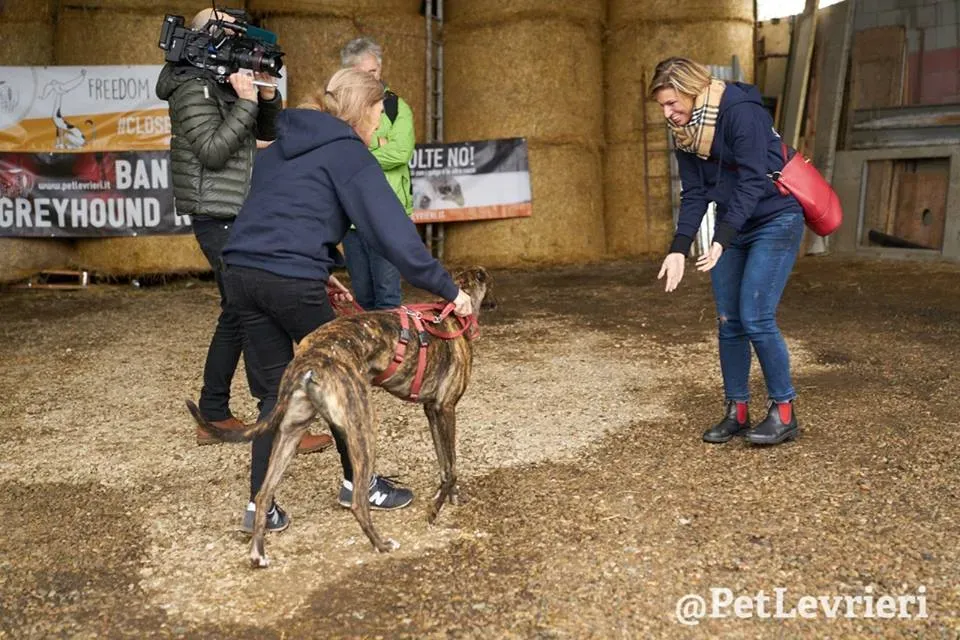 Rodney Greyhound adozionelevrieri petlevrieri foster 004