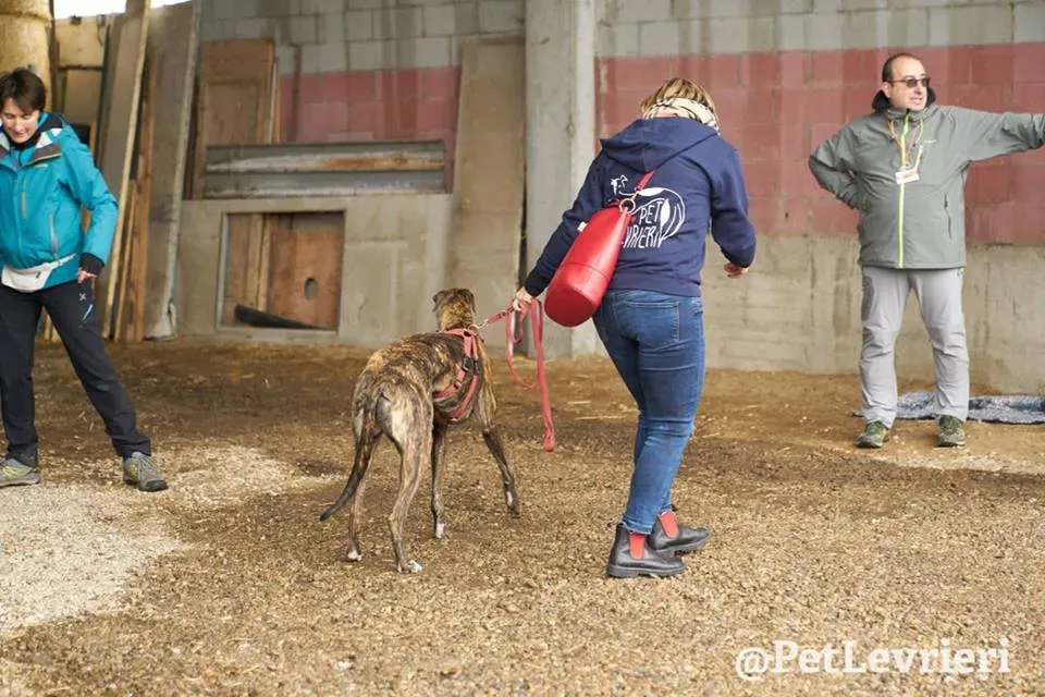 Rodney Greyhound adozionelevrieri petlevrieri foster 006