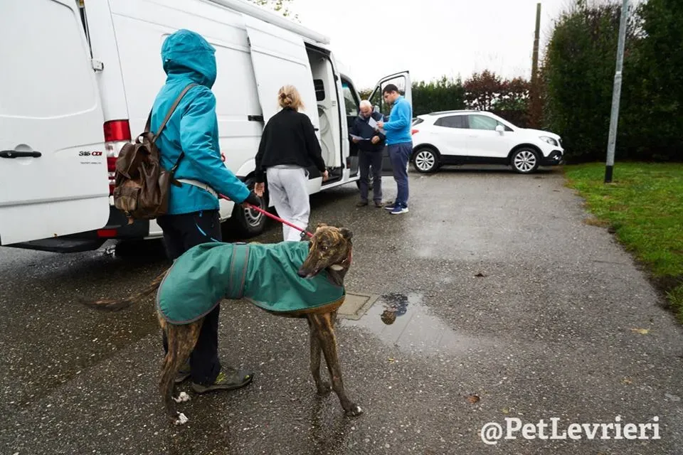 Rodney Greyhound adozionelevrieri petlevrieri foster 007