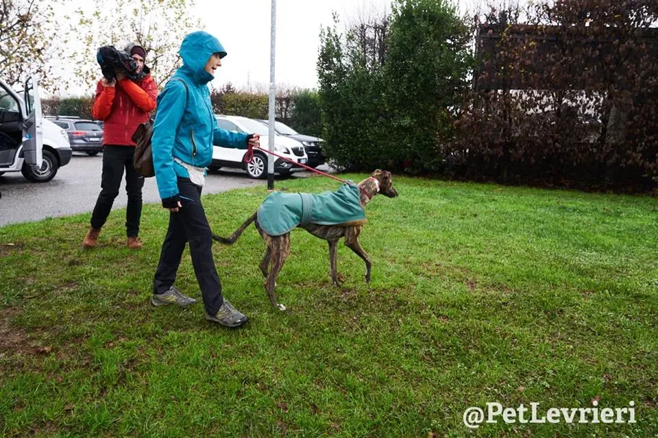 Rodney Greyhound adozionelevrieri petlevrieri foster 008