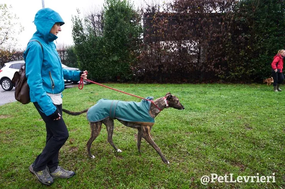 Rodney Greyhound adozionelevrieri petlevrieri foster 009