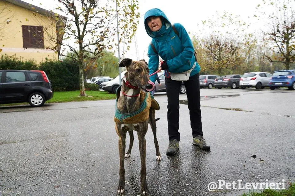 Rodney Greyhound adozionelevrieri petlevrieri foster 010
