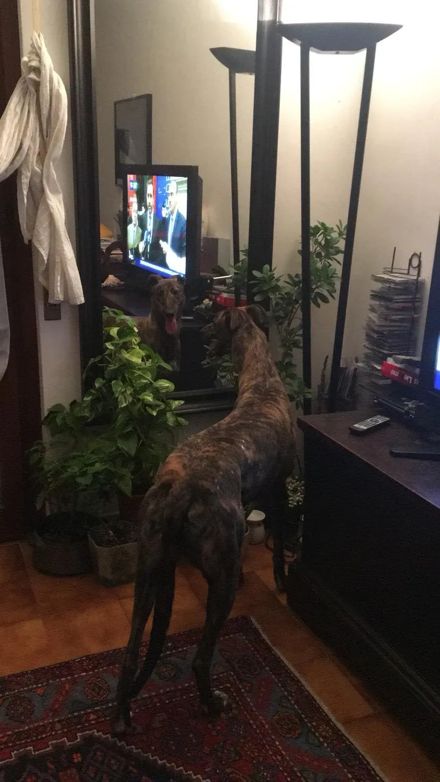 Rodney Greyhound adozionelevrieri petlevrieri foster 011 1