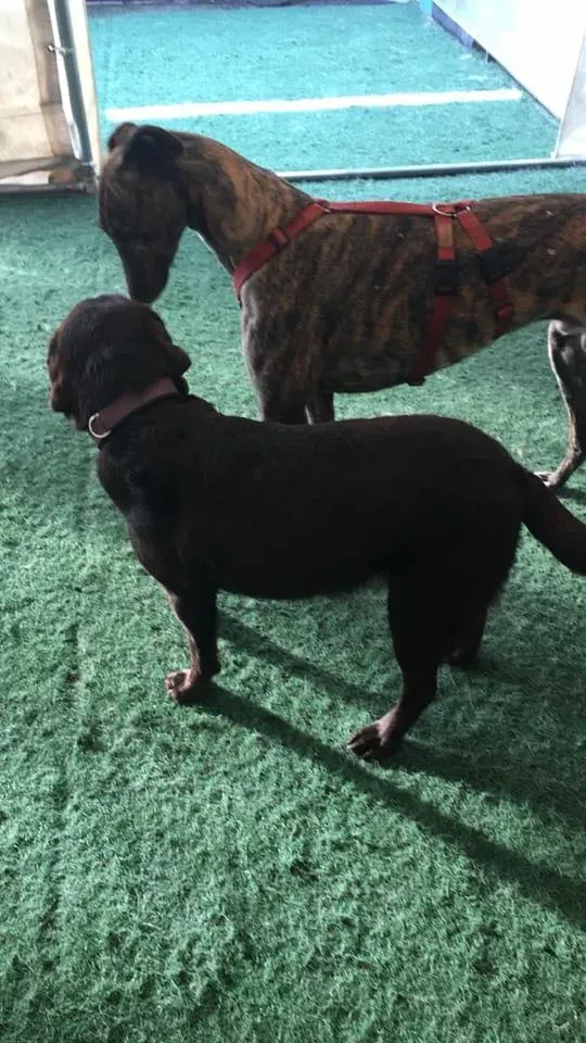 Rodney Greyhound adozionelevrieri petlevrieri foster 011 2