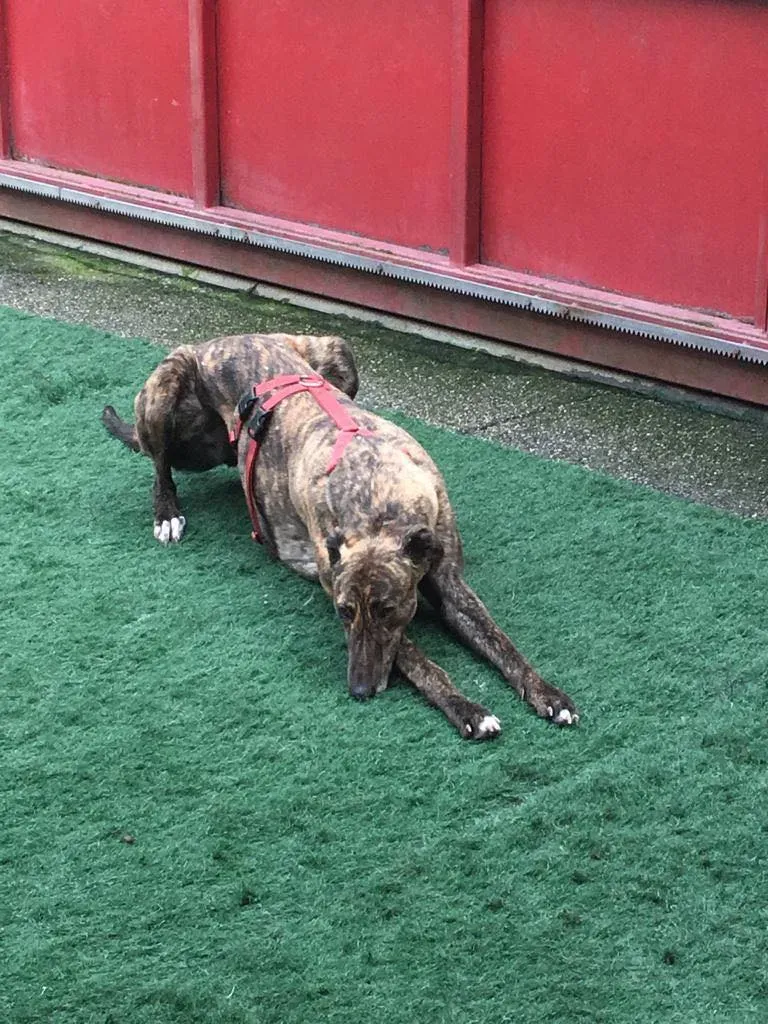 Rodney Greyhound adozionelevrieri petlevrieri foster 011 4
