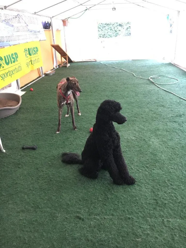 Rodney Greyhound adozionelevrieri petlevrieri foster 011 5