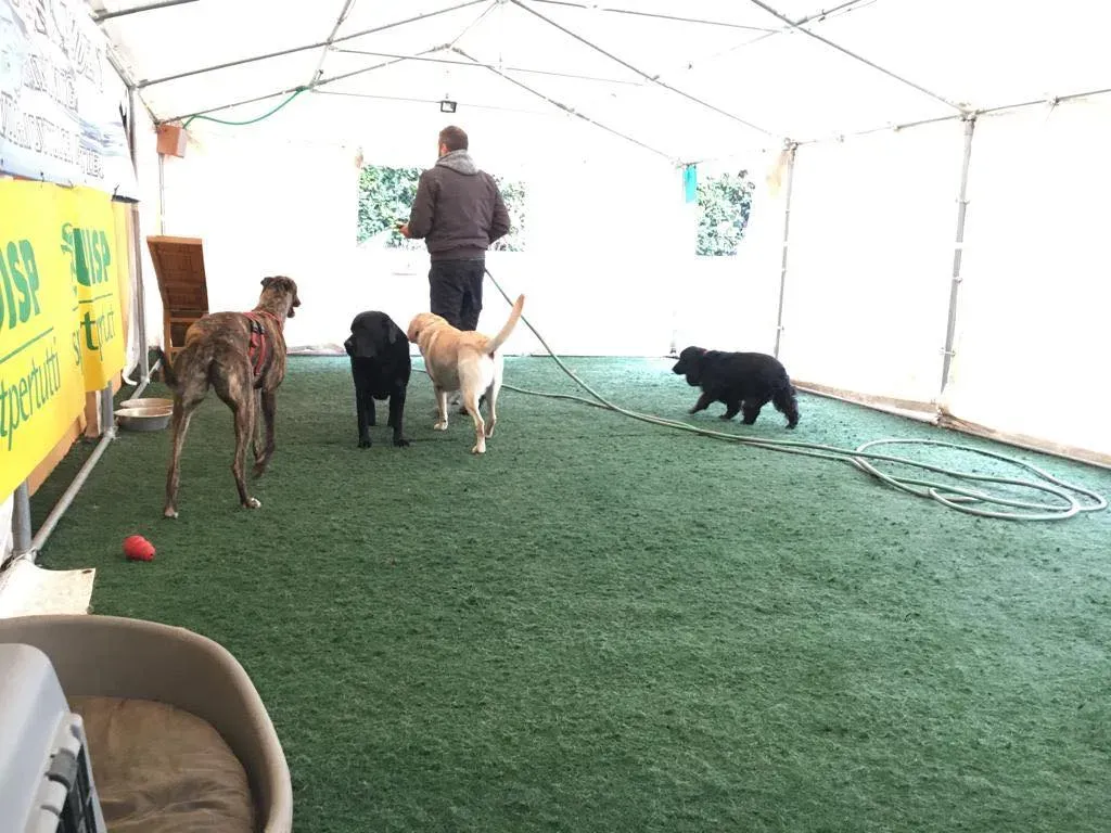 Rodney Greyhound adozionelevrieri petlevrieri foster 011 6