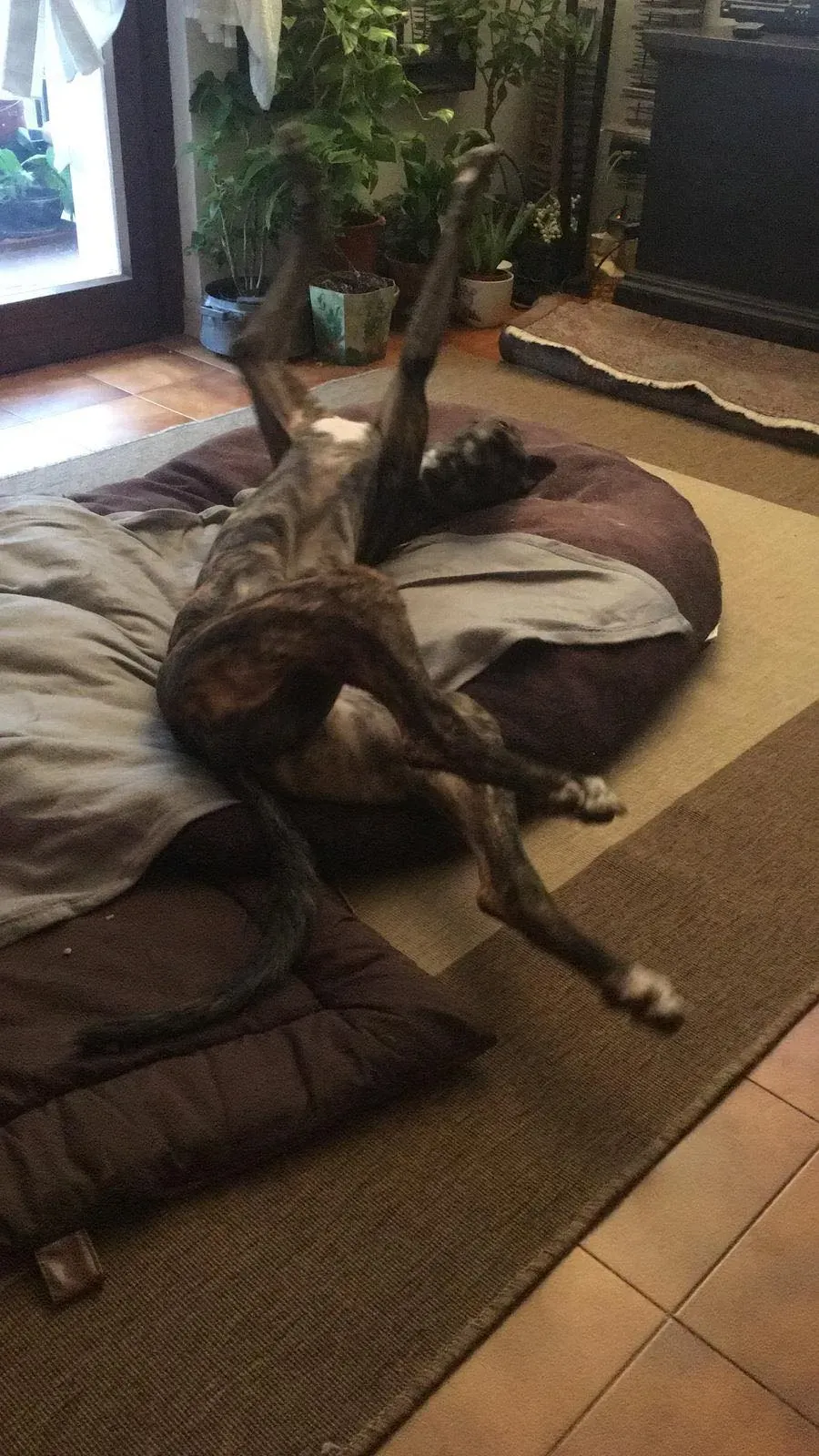 Rodney Greyhound adozionelevrieri petlevrieri foster 011 7