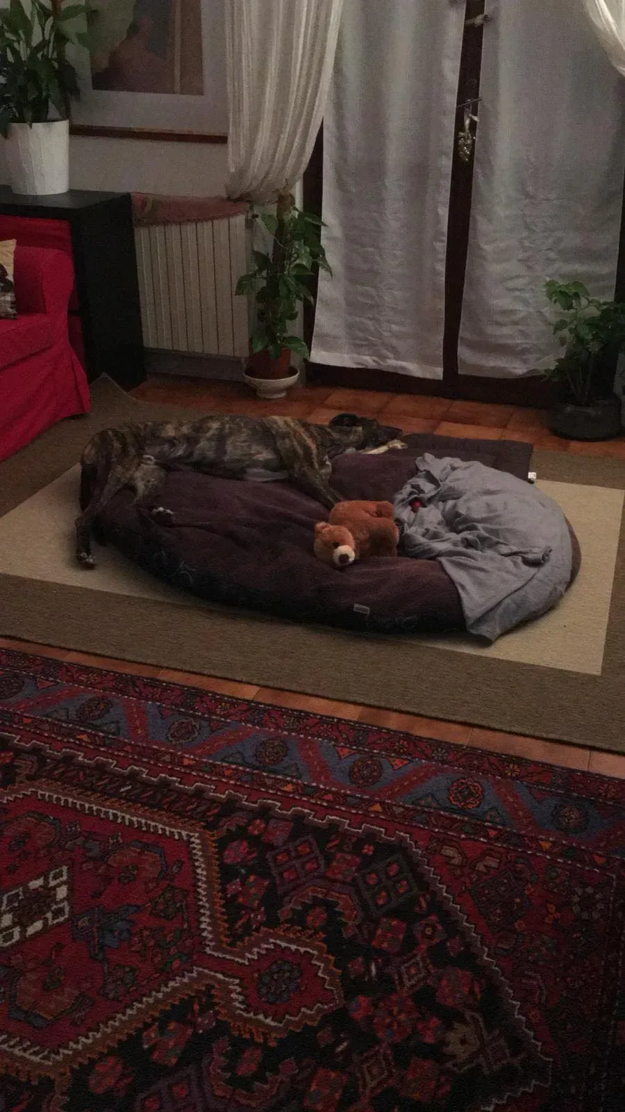 Rodney Greyhound adozionelevrieri petlevrieri foster 011 8