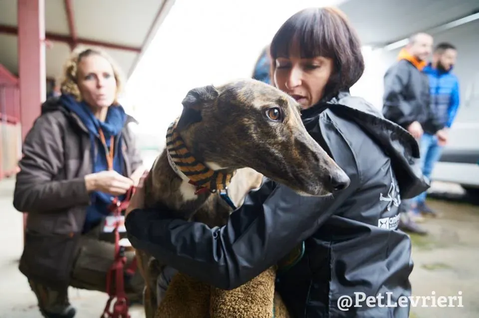Rodney Greyhound adozionelevrieri petlevrieri foster 011