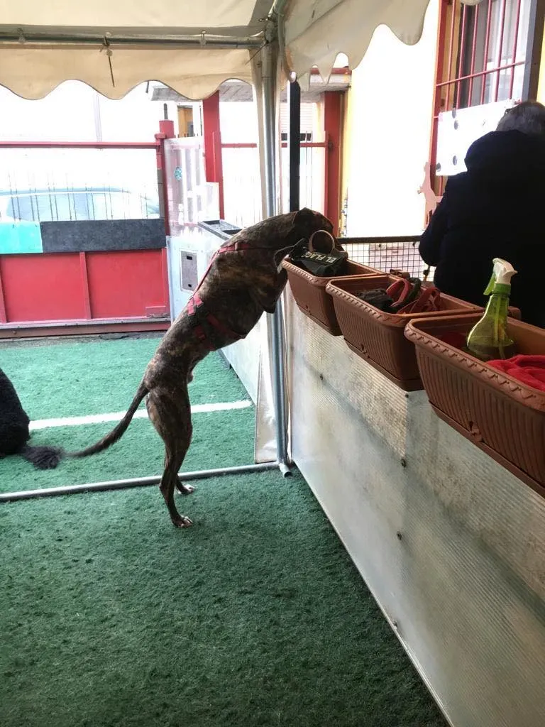 Rodney Greyhound adozionelevrieri petlevrieri foster 013