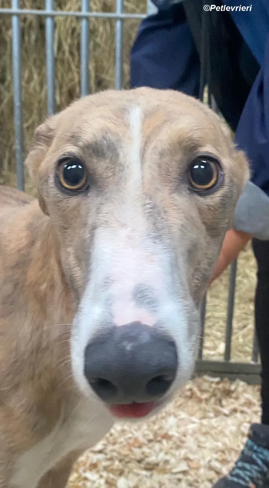 Roisin adozione levrieri greyhound 1