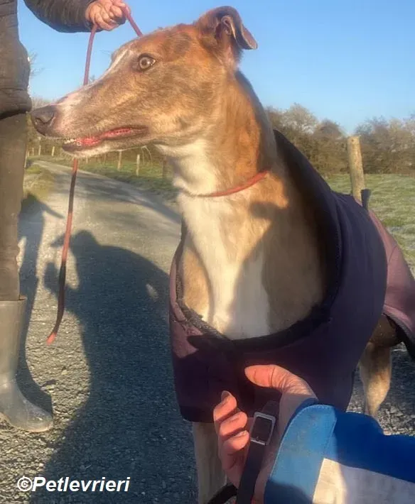 Roisin adozione levrieri greyhound 10