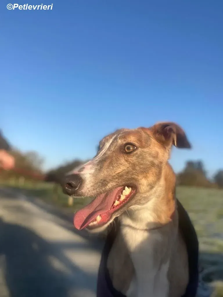 Roisin adozione levrieri greyhound 11