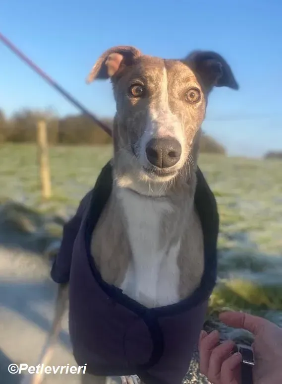 Roisin adozione levrieri greyhound 12