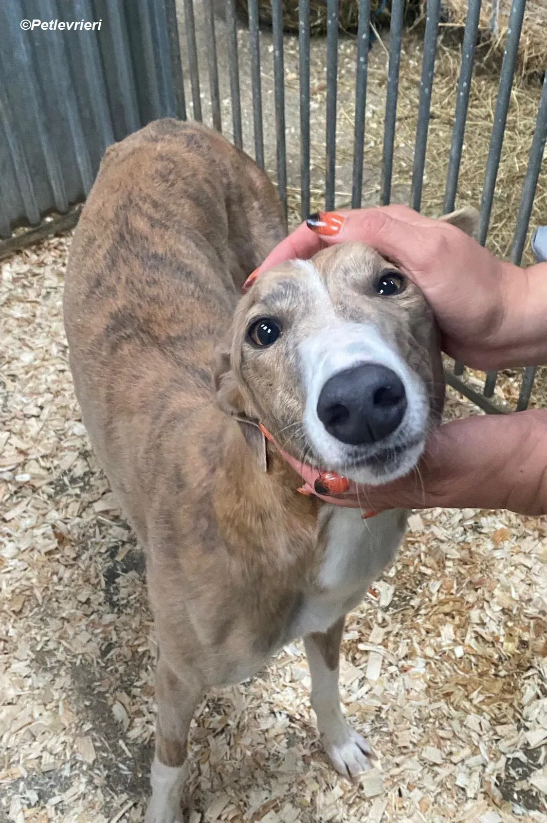 Roisin adozione levrieri greyhound 2