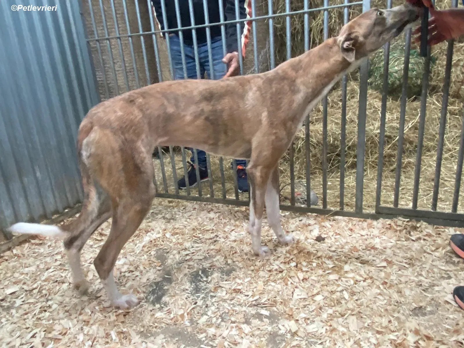 Roisin adozione levrieri greyhound 3