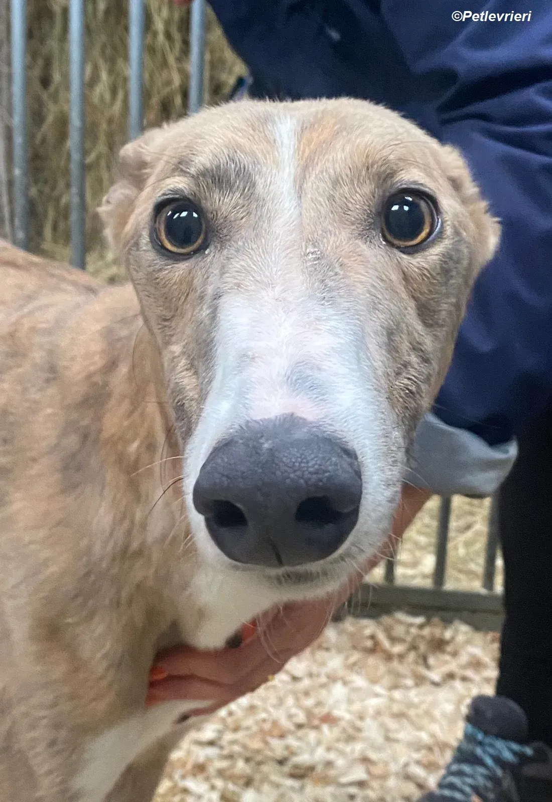 Roisin adozione levrieri greyhound 4