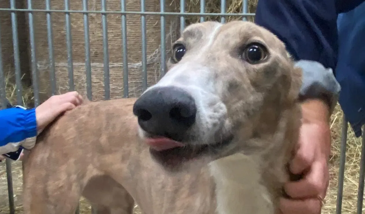 Roisin adozione levrieri greyhound 5 e1667332126203