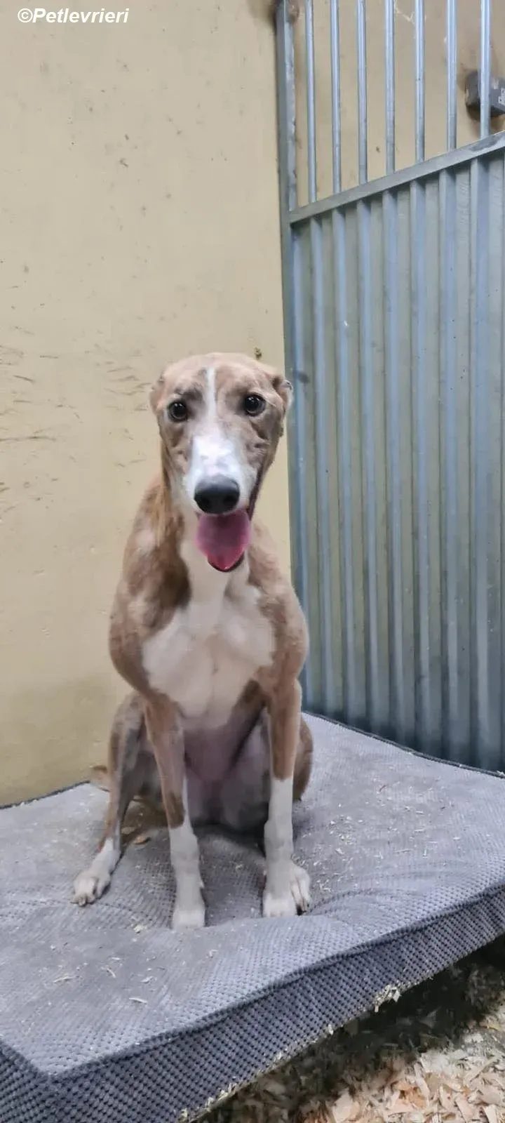 Roisin adozione levrieri greyhound 6