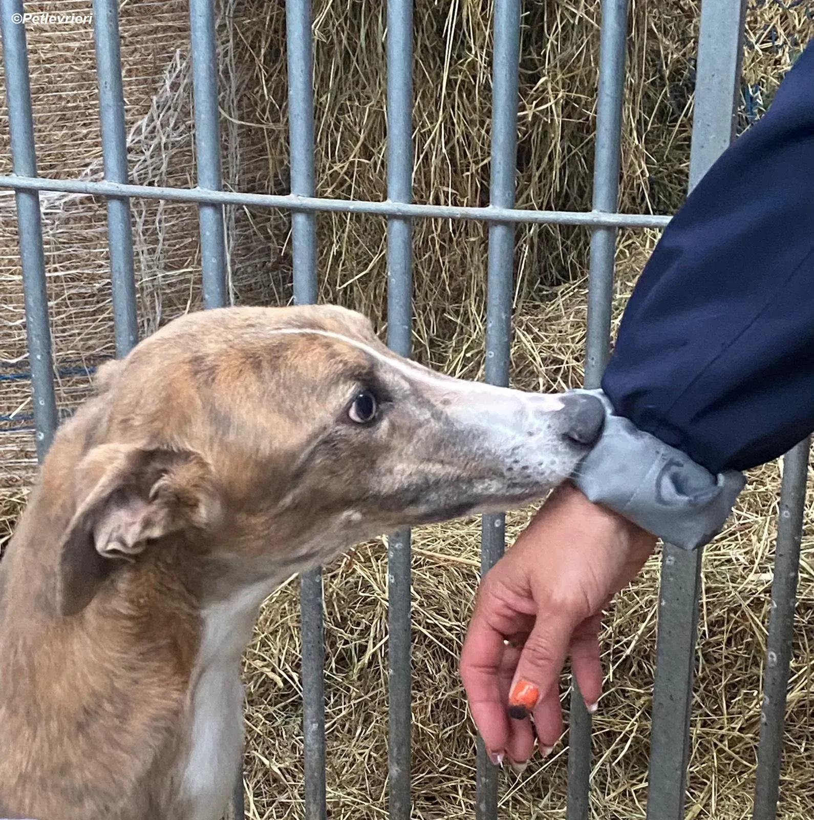 Roisin adozione levrieri greyhound 7