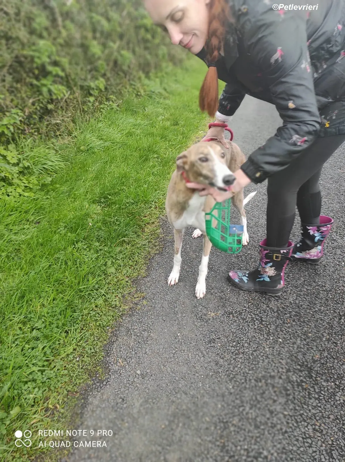 Roisin adozione levrieri greyhound 8