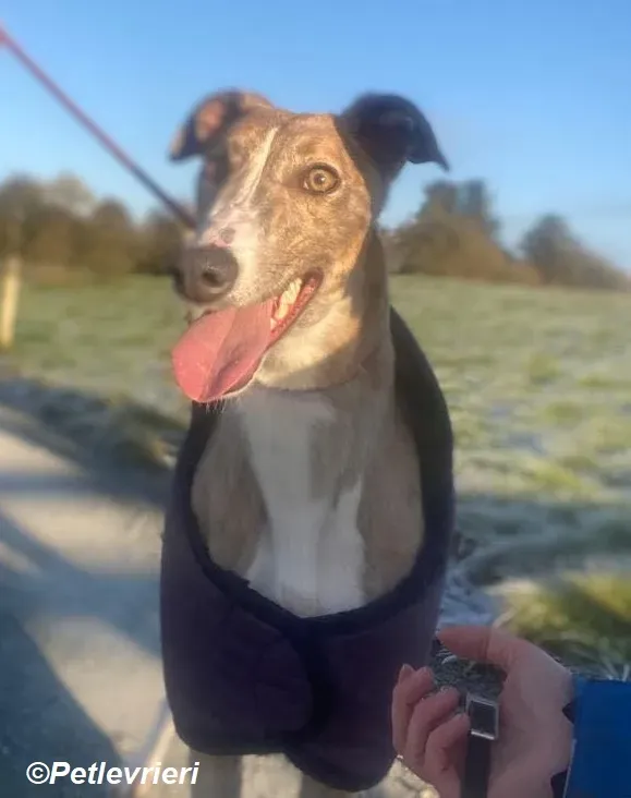Roisin adozione levrieri greyhound 9