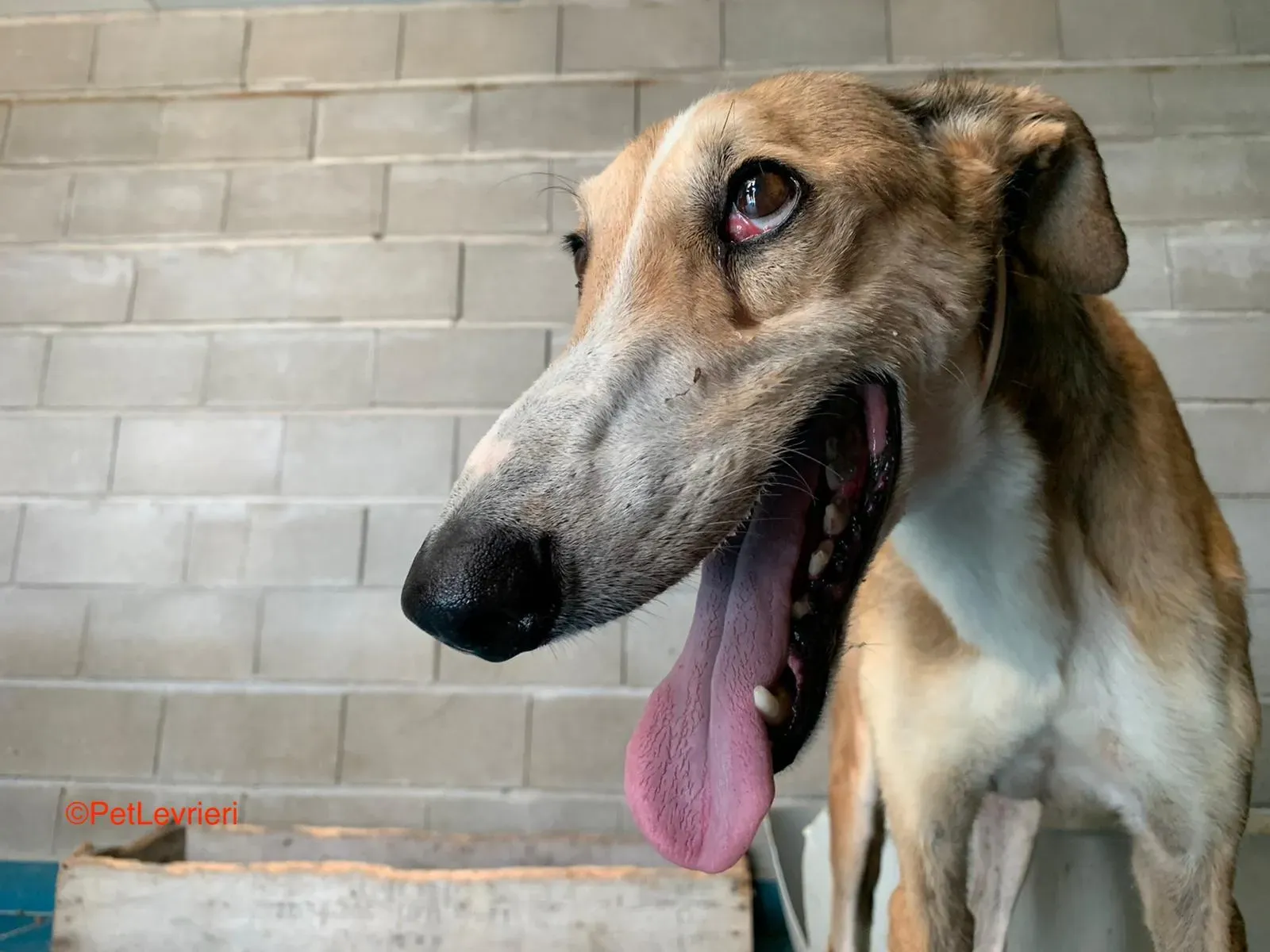 Rojo adozione levrieri galgo 1 1