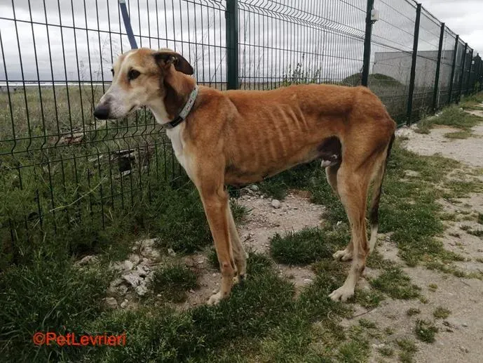 Rojo adozione levrieri galgo 1