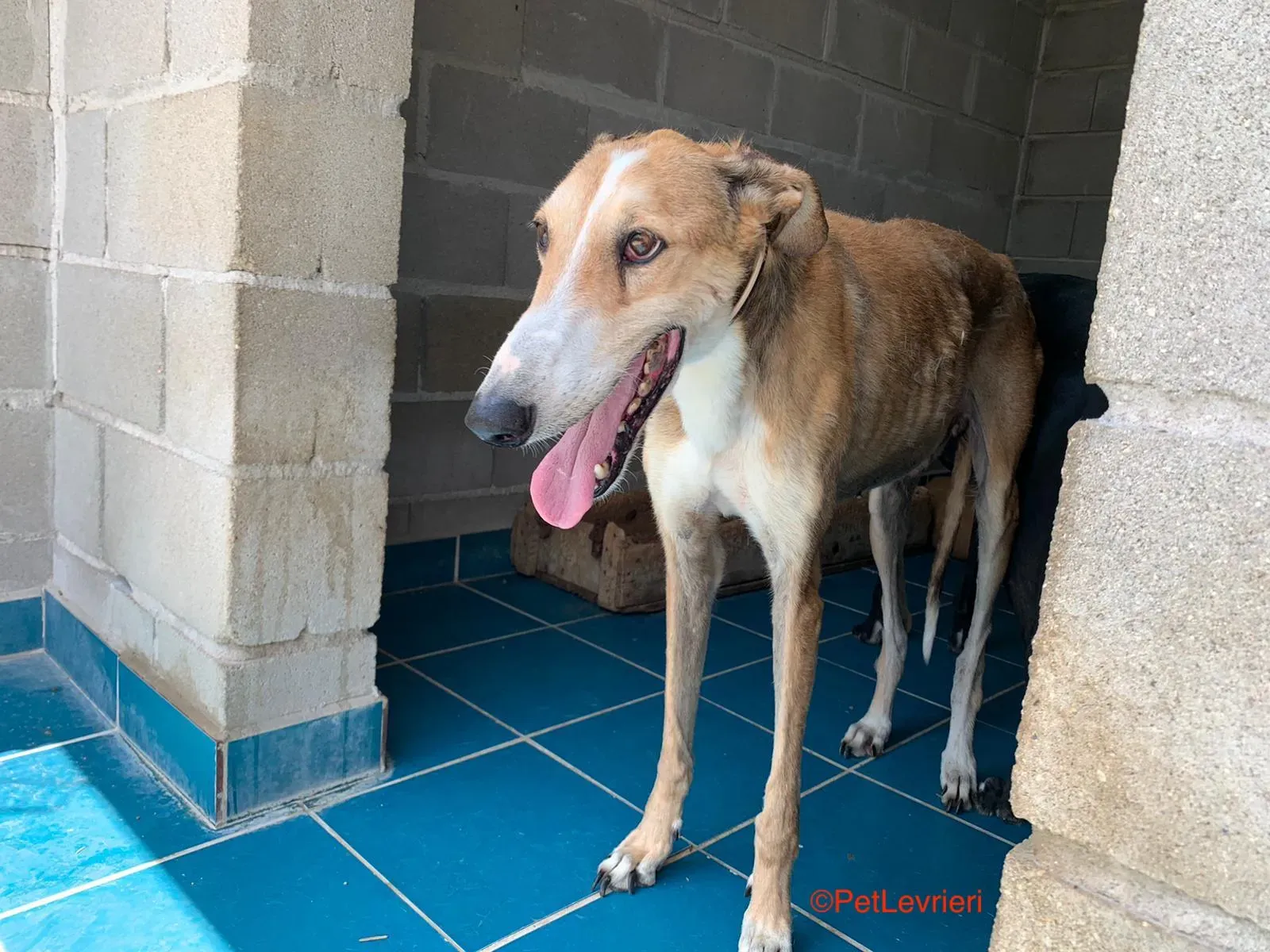 Rojo adozione levrieri galgo 2 1