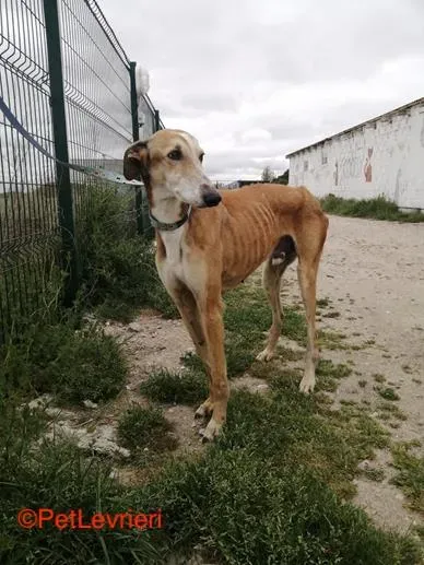 Rojo adozione levrieri galgo 2