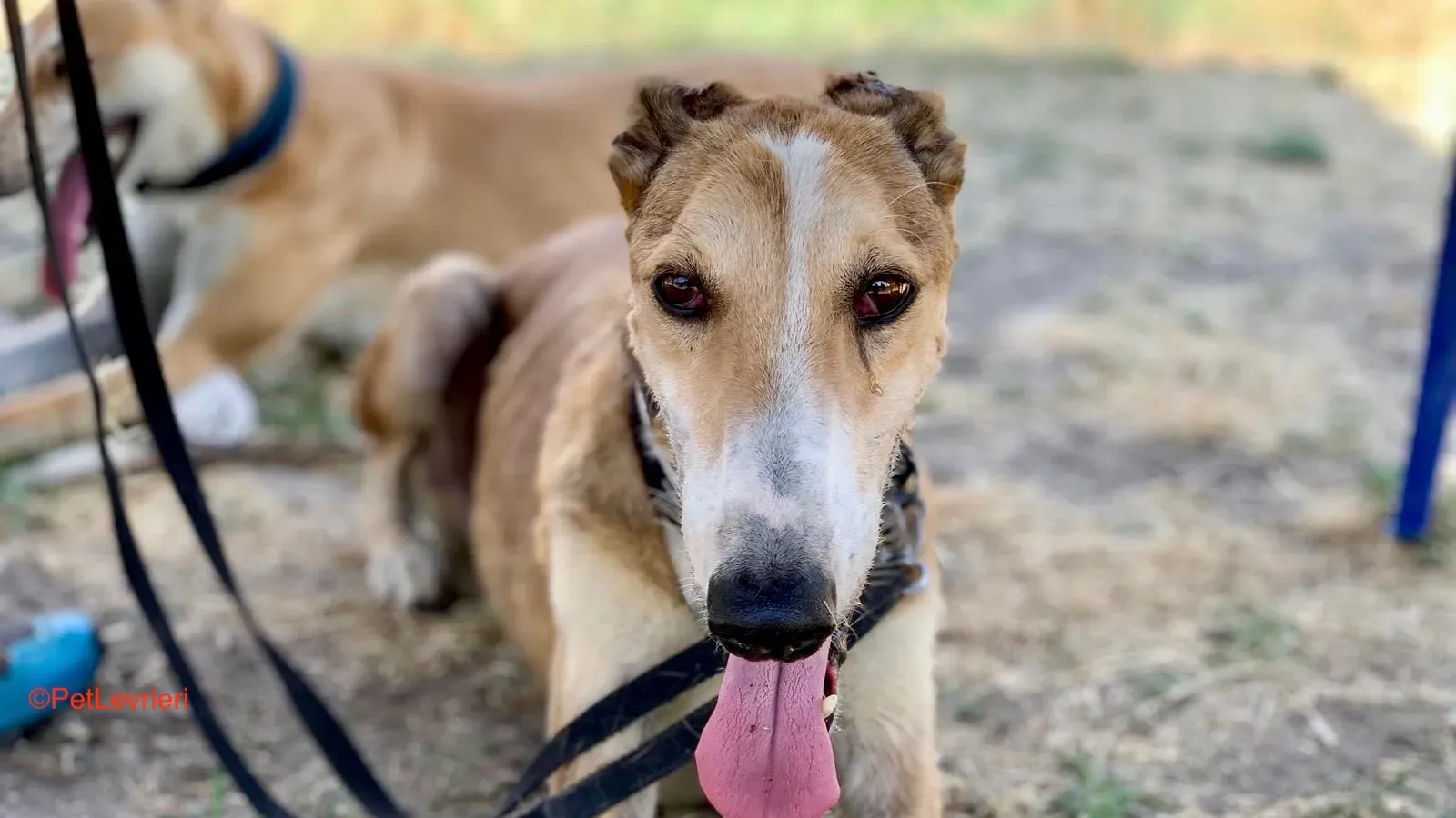 Rojo adozione levrieri galgo 3