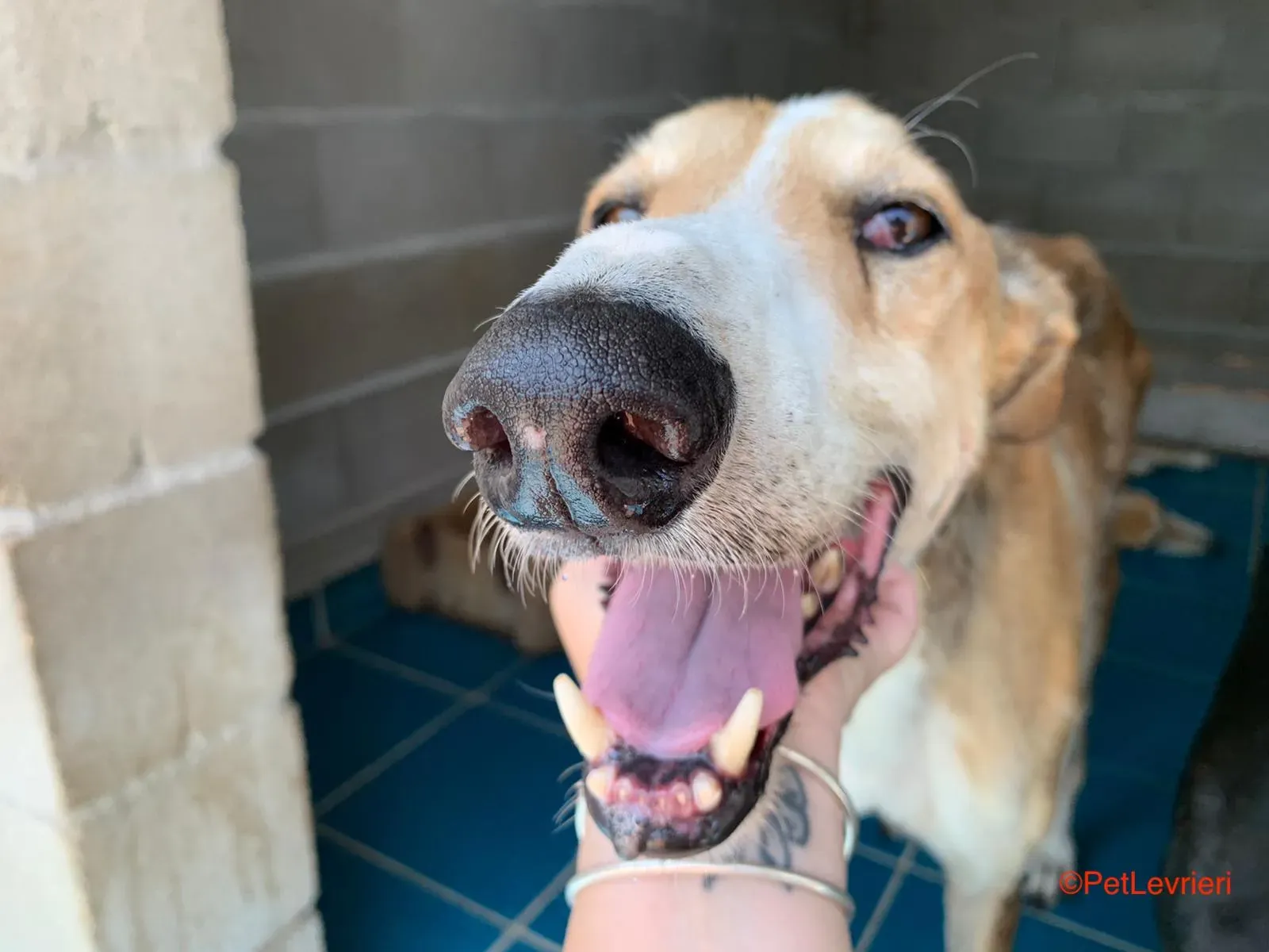 Rojo adozione levrieri galgo 4 1